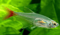 prionobrama filigera Glass fin